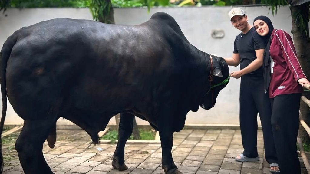 Sapi kurban Sonny Septian dan Fairuz yang sangat besar (Instagram/irfanhakim75)
