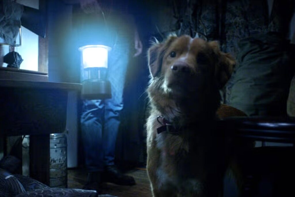 Dengan tema yang segar, pendekatan visual yang imersif, dan pujian yang telah diraih di festival internasional, Good Boy menjanjikan pengalaman menonton horor yang tidak biasa