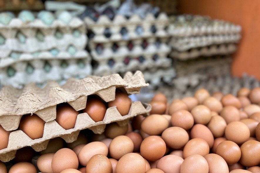 Antara telur ayam kampung dan ayang negeri