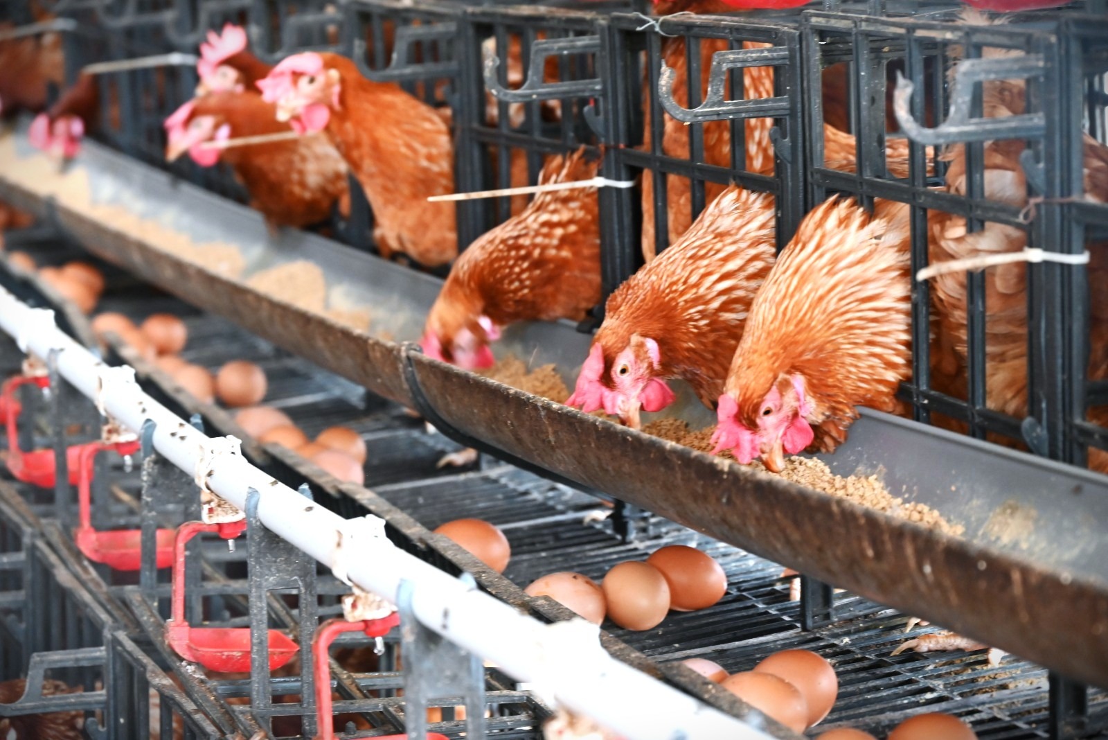 Ayam petelur bisa menghasilkan telur tanpa pejantan